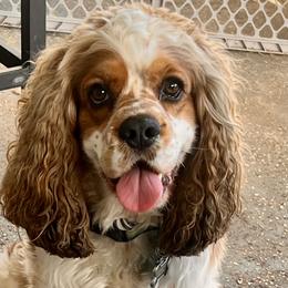 Winston - Cocker Spaniel