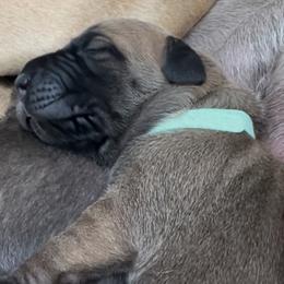 Teal Girl - Great Dane puppy from 7Sisters Great Danes