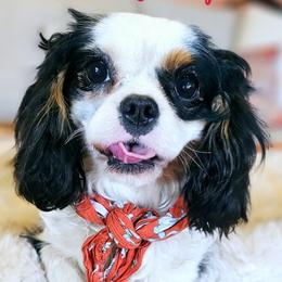 Pipen - Cavalier King Charles Spaniel
