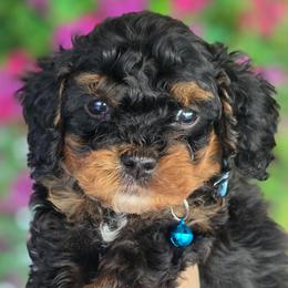 Bryan Blue Collar - Tri-color male Bernedoodle puppy in Vernon, Texas from Sugarland's Texas Goldendoodles