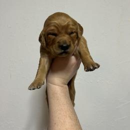 Bacardi (grey) - Dark golden female Golden Retriever puppy in Bynum, Montana from Summit Canine Breeding