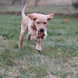 Labrador Retriever Puppies from Sun Ridge Labradors