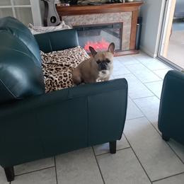 French Bulldog Puppies from Legends Frenchton's and French Bulldogs