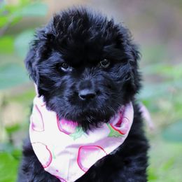 Violet - Black female Newfoundland puppy in Madison, Wisconsin from Riddle Family Newfoundland