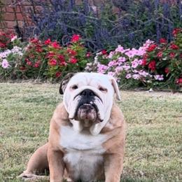 Elizabeth - Bulldog
