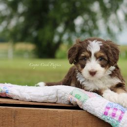 Larsa - Brown and white female Bernedoodle puppy in Lowry City, Missouri from Cooper Creek Puppies