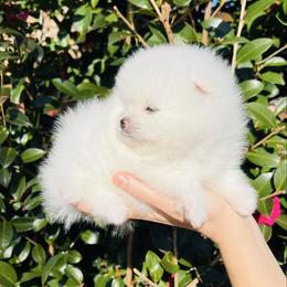 Theo - White male Pomeranian puppy in Hot Springs, Arkansas from Pomeranian Empire
