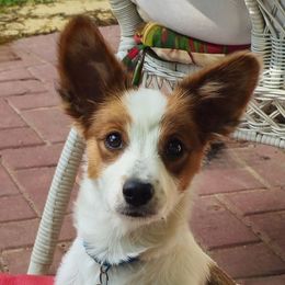 Romeo - Papillon