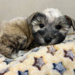 Bear - Black male Miniature Schnauzer puppy in Stilwell, Oklahoma from LR&R Dog Co.