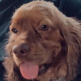Brinks - Cocker Spaniel