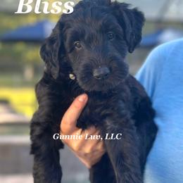 Schnoodle Puppies from Gunnie Luv, LLC