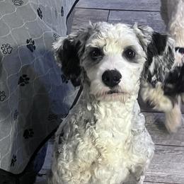 Delta - Bernedoodle