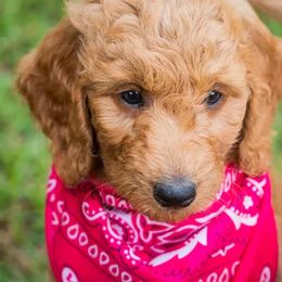 Goldendoodle Puppies from Celebrity Doodles DFW