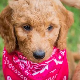 Goldendoodle Puppies from Celebrity Doodles DFW