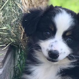Miniature Australian Shepherds from G5 Mini Aussies