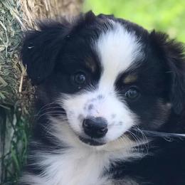 Miniature Australian Shepherds from G5 Mini Aussies