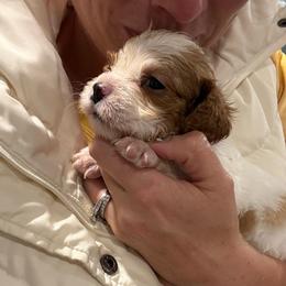 Mini Moo :) petite PERFECTION - Blenheim female Cavapoo puppy in Brandenburg, Kentucky from Bluegrass River Newfoundlands