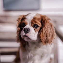 Oakley - Cavalier King Charles Spaniel