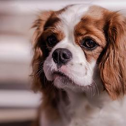 Oakley - Cavalier King Charles Spaniel