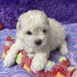 Kacey - White and apricot female Bichon Frise puppy in Clearwater, Florida from Cambeas Puppies