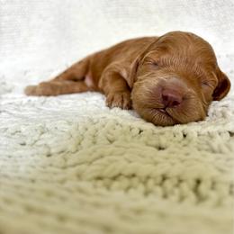 Sunny - Apricot male Goldendoodle puppy in Birmingham, Alabama from Ivy’s Doodles