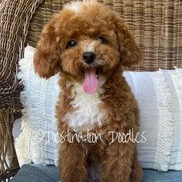 Cavapoos, Goldendoodles, and Poodles from Destination Doodles