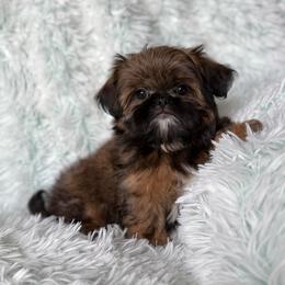 Zeno - Gold male Shih Tzu puppy in Shawnee, Oklahoma from Black Velvet Shih Tzu