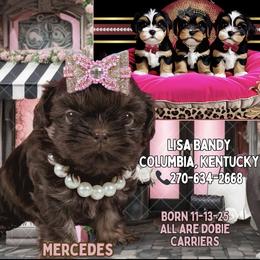 Mercedes - Chocolate and tan female Shih Tzu puppy in Columbia, Kentucky from Lisa Bandy Shih Tzu