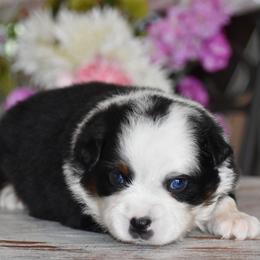 Banner - Black tri male Miniature Australian Shepherd puppy in Lowgap, North Carolina from Baileys Mini Aussies