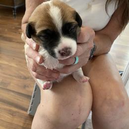 Golden Retriever and Jack Russell Terrier Puppies from Shelby Burleson's Golden Retrievers and Jack Russell Terriers