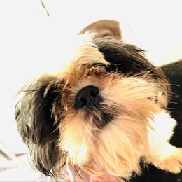 Oliver - Shih Tzu