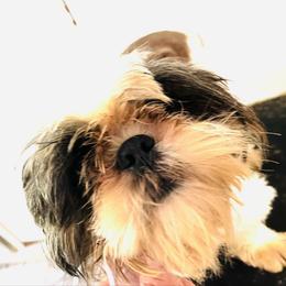 Oliver - Shih Tzu