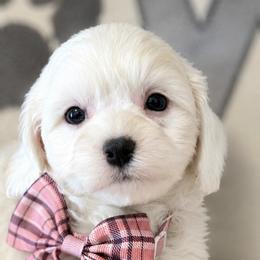 Khaleesi - White female Cavapoo puppy in Marshfield, Missouri from Puppyloversplace