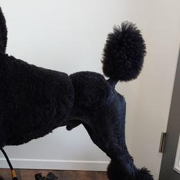Poodles from Morning Sun Farm