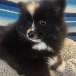 Pomeranian and Pomsky Puppies from Amazing High Desert Pomskys