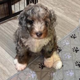 Skye - Blue merle female Bernedoodle puppy in Millsap, Texas from Gaston’s Posh Poodles and Doodles