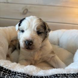 Snow - Blue merle female Australian Shepherd puppy in Morrow, Ohio from OakHaven Acres Aussies