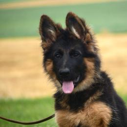 Genevieve - Black and red female German Shepherd puppy in Hagerstown, Pennsylvania from Euro Deja