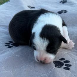 Black tri female 1 - Black tri-color female Australian Shepherd puppy in Hubbard, Texas from Poston Paddock Aussies LLC