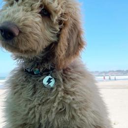 Goldendoodle Puppies from Lundee Doodles