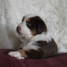 Miniature Australian Shepherd Puppies from Moss Hill Aussies