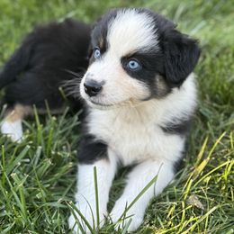 Girl 8 - female Australian Shepherd puppy in Tekonsha, Michigan from Cottage Farm Aussies