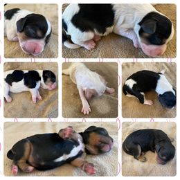 Cavapoo and Lagotto Romagnolo Puppies from Raven Meadow Ranch