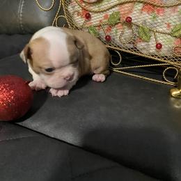 Boston Terrier Puppies from Boston Terriers