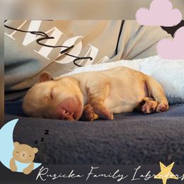 Girl 7 - Yellow female Labrador Retriever puppy in Lyman, Nebraska from Ruzicka Family Labradors LLC