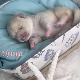 Amaya - Cream female Shiba Inu puppy in Inverness, Florida from Shore Thing Shiba’s