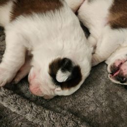 Saint Bernard Puppies from Amber's Saint Bernards