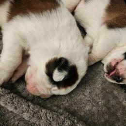 Saint Bernard Puppies from Amber's Saint Bernards