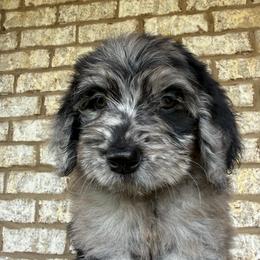 Maroon Collar Girl - Merle female Goldendoodle puppy in Lithia Springs, Georgia from Opulent Goldendoodles