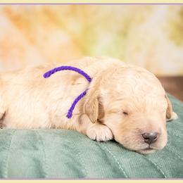 Jane - Apricot female Goldendoodle puppy in Connersville, Indiana from Deaz Doodle Ranch